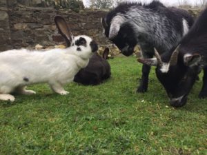 Rabbits and goats wells house